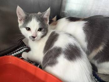 SHERLOCK* -  Domestic Short Hair Cat for Adoption in Santa Cruz, California - SHERLOCK* | PetCurious