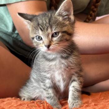 Clifford -  Domestic Short Hair Cat for Adoption in North Canton, Ohio - Clifford | PetCurious