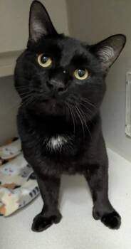 Zorro -  Domestic Short Hair Cat for Adoption in Divide, Colorado - Zorro | PetCurious