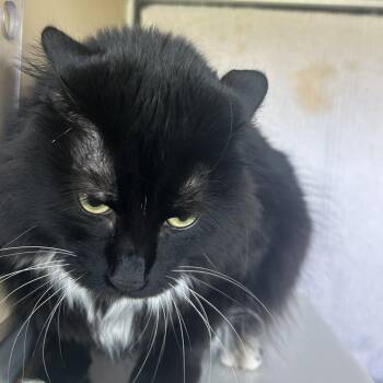 Jasmine -  Domestic Medium Hair and Mixed Breed Cat for Adoption in Leander, Texas - Jasmine | PetCurious