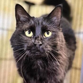 Sabrina -  Domestic Long Hair Cat for Adoption in Pittsford, Vermont - Sabrina | PetCurious