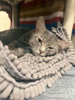 LENTIL -  Domestic Short Hair Cat for Adoption in Hagerstown, Maryland - LENTIL | PetCurious
