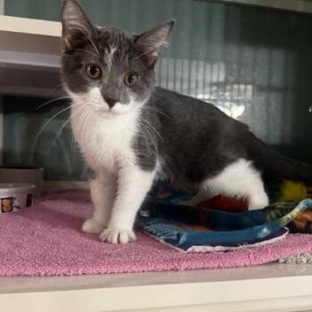 Dolly -  Domestic Short Hair Cat for Adoption in Hutchinson, Minnesota - Dolly | PetCurious