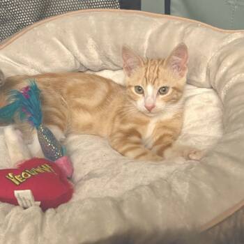 Rescue Domestic Short Hair Cats for Adoption in Los Angeles, California - Saffron | PetCurious