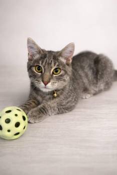 Domestic Short Hair Cats Available for Adoption - Bhonoh | PetCurious