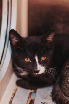 Rescue Domestic Short Hair Cats for Adoption in North Charleston, South Carolina - 88976a Vitamin C | PetCurious