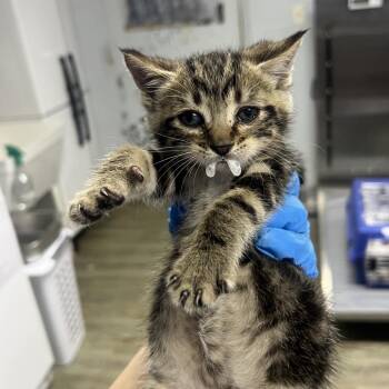 Domestic Short Hair Cats Available for Adoption in Summerville, South Carolina - Jammin | PetCurious