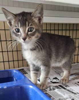 Gry tabby kitten -  Domestic Short Hair Cat for Adoption in Green River, Wyoming - Gry Tabby Kitten | PetCurious