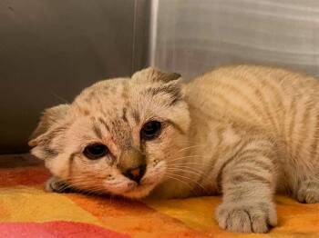 CEDAR -  Siamese Cat for Adoption in Tustin, California - CEDAR | PetCurious