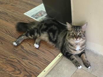 Rescue Domestic Medium Hair Cats for Adoption in Guelph, Ontario - Swifty | PetCurious
