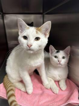 Rescue American Shorthair Cats for Adoption in Lakesite, Tennessee - MOCHA & BOBBA | PetCurious