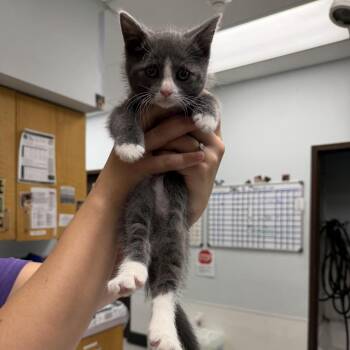 Foreigner -  Domestic Short Hair Cat for Adoption in Durango, Colorado - Foreigner | PetCurious
