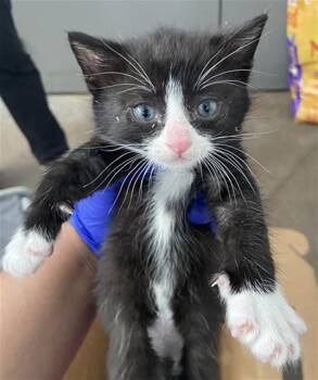 Domestic Short Hair Cats Available for Adoption in Dallas, Texas - TUX | PetCurious