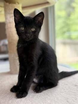 GEORGE HARRISON -  Domestic Short Hair Cat for Adoption in Conroe, Texas - GEORGE HARRISON | PetCurious