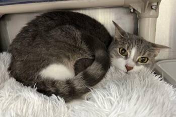 Rescue Domestic Short Hair Cats for Adoption in Annapolis, Maryland - Stella | PetCurious