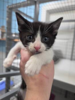 Domestic Short Hair Cats Available for Adoption in Gold Beach, Oregon - Kraken | PetCurious
