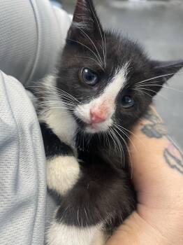 Boone -  Domestic Short Hair Cat for Adoption in Henderson, North Carolina - Boone | PetCurious