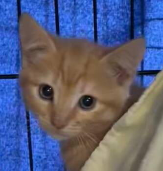 Rescue Domestic Short Hair Cats for Adoption in Elizabethton, Tennessee - SAMMY | PetCurious