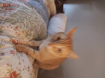 Rescue Domestic Short Hair Cats for Adoption in Antioch, California - Abigail (Abby) | PetCurious