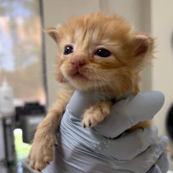 Domestic Medium Hair Cats Available for Adoption in Nashville, Tennessee - Dorito (purple Collar) | PetCurious