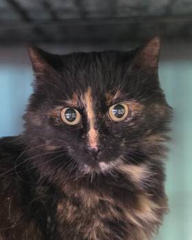 Momma -  Domestic Short Hair Cat for Adoption in Saginaw, Michigan - Momma | PetCurious