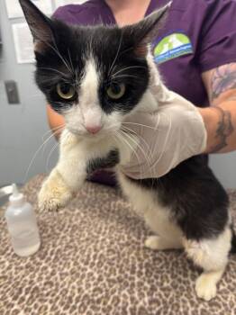 Goya -  Domestic Short Hair Cat for Adoption in Bloomington, Indiana - Goya | PetCurious