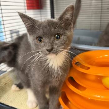 Boo -  Domestic Short Hair Cat for Adoption in Hampton Bays, New York - Boo | PetCurious