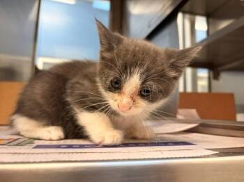 AUDRE -  Domestic Short Hair Cat for Adoption in Baytown, Texas - AUDRE | PetCurious