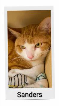 Sanders -  Domestic Short Hair Cat for Adoption in Caistor Centre, Ontario - Sanders | PetCurious
