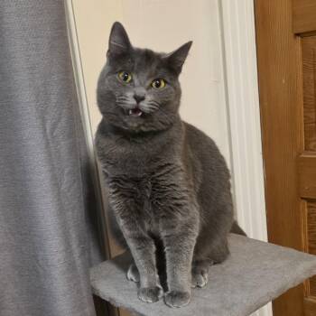 Midna -  Domestic Short Hair Cat for Adoption in The Dalles, Oregon - Midna | PetCurious