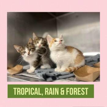 Rain -  Domestic Short Hair Cat for Adoption in Wheeling, Illinois - Rain | PetCurious
