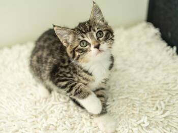 Willie -  Tabby and Domestic Short Hair Cat for Adoption in Republic, Washington - Willie | PetCurious