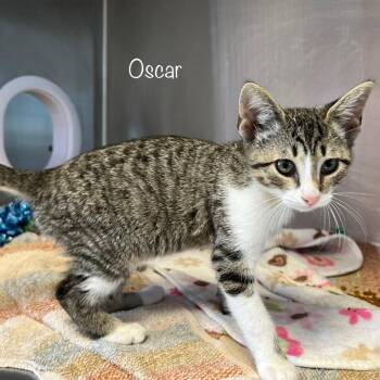 Oscar -  Domestic Short Hair Cat for Adoption in Knoxville, Tennessee - Oscar | PetCurious