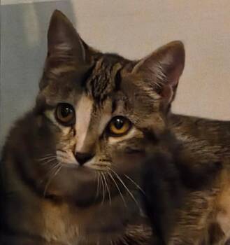 Rescue Domestic Short Hair Cats for Adoption in Saint Charles, Missouri - Coffee | PetCurious