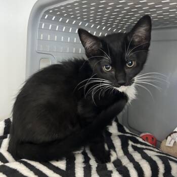 2A1 kitten (A1921660) -  Domestic Short Hair Cat for Adoption in Ojai, California - 2A1 Kitten (A1921660) | PetCurious