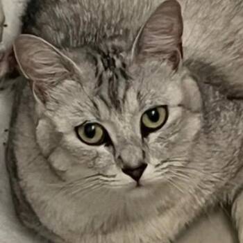 Silver -  Tabby Cat for Adoption - Silver | PetCurious
