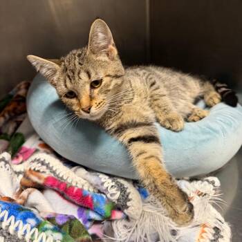 Parcel -  Domestic Short Hair Cat for Adoption in Owosso, Michigan - Parcel | PetCurious