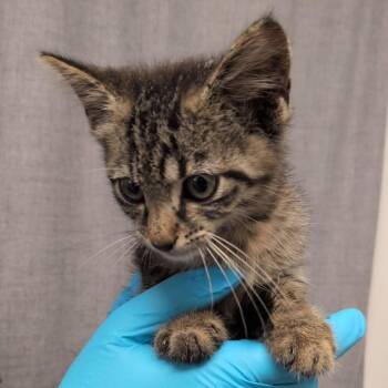 Domestic Short Hair Cats Available for Adoption in Hattiesburg, Mississippi - Gecko | PetCurious