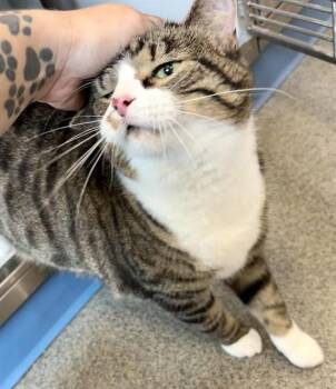 SAMSON -  Domestic Short Hair Cat for Adoption in Kalamazoo, Michigan - SAMSON | PetCurious