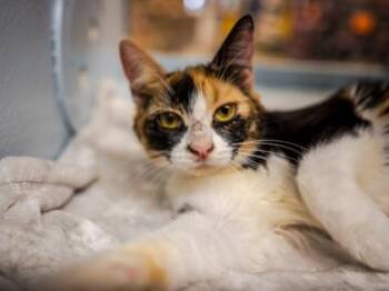 Chrissy -  Domestic Short Hair Cat for Adoption in Lowell, Massachusetts - Chrissy | PetCurious