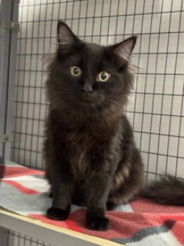 Rescue Domestic Medium Hair Cats for Adoption - Garfunkel | PetCurious