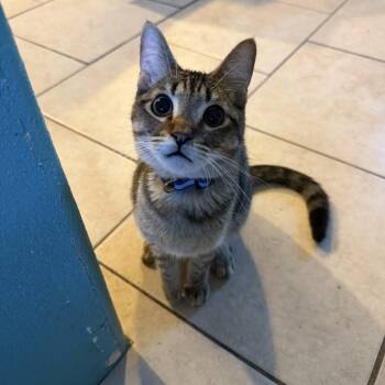 Domestic Short Hair Cats Available for Adoption - Casino | PetCurious