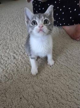 Massachusetts -  Domestic Short Hair Cat for Adoption in Pleasanton, California - Massachusetts | PetCurious