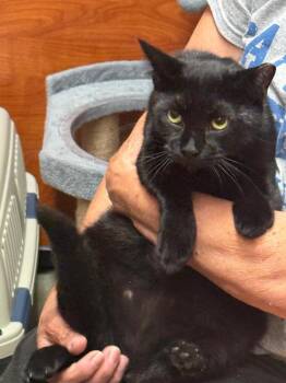 Nova -  Domestic Short Hair Cat for Adoption in Breinigsville, Pennsylvania - Nova | PetCurious
