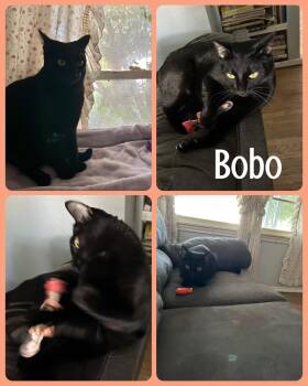 Rescue Domestic Short Hair Cats for Adoption in Fort Worth, Texas - BoBo | PetCurious
