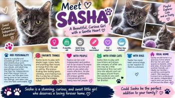 Sasha -  Domestic Medium Hair Cat for Adoption in Phoenix, Arizona - Sasha | PetCurious