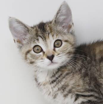 Torbie and Abyssinian Cats Available for Adoption in Bedford Hills, New York - Haven Is Heaven In A Rainbow Kitten Package!   SOOOO TEENY | PetCurious