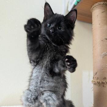 Chive -  Domestic Medium Hair Cat Available for Adoption in Kailua-kona, Hawaii - Chive | PetCurious
