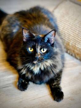 Temari -  Tortoiseshell and Domestic Long Hair Cat for Adoption - Temari | PetCurious