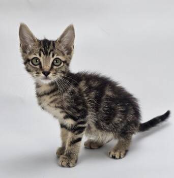 Macho Man -  Domestic Short Hair Cat for Adoption in Sedalia, Colorado - Macho Man | PetCurious